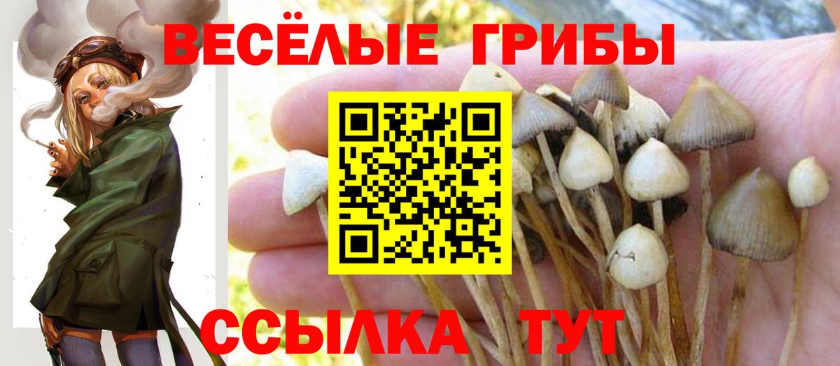 Псилоцибиновые грибы Cubensis Клинцы